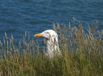 SX07504 Head of Herring Gull (Larus argentatus) poking up through grass.jpg